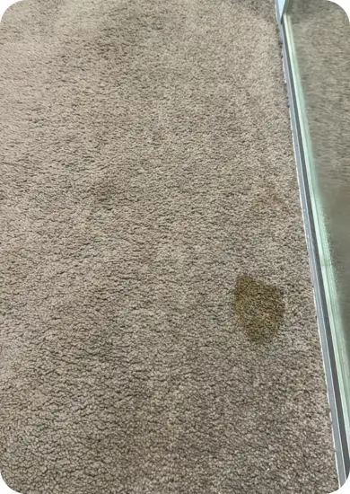 Excel Professional Cleaning – Professional Carpet Cleaners Near Me