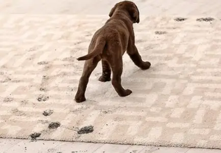 🐾 Rug Stain & Pet Odour Removal