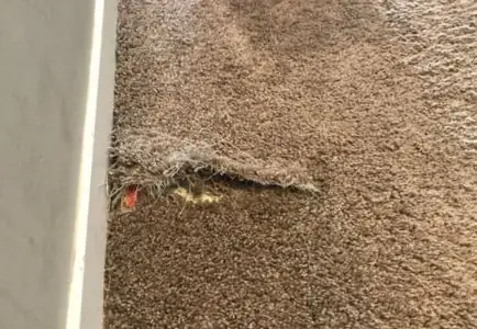 ⚡ Same-Day Carpet Repairs